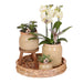 Gul Phalaenopsis Orkidé Og Grøn Plante I Vintage Potte