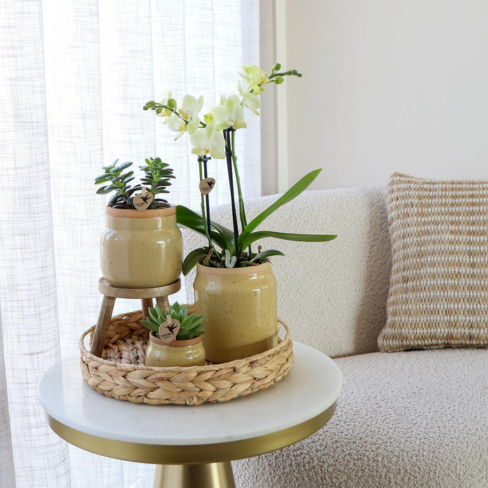 Gul Phalaenopsis Orkidé Og Grøn Plante I Vintage Potte