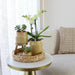 Gul Phalaenopsis Orkidé Og Grøn Plante I Vintage Potte