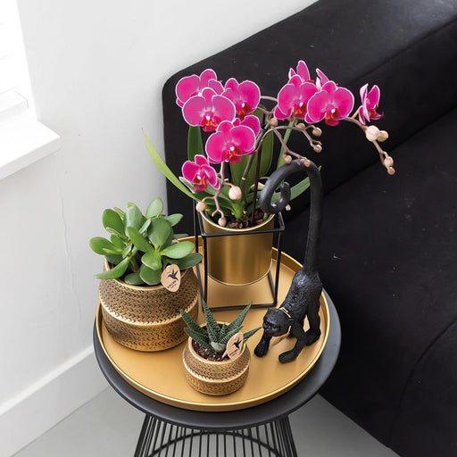 Lilla Phalaenopsis Orchid - Sæt Med 2