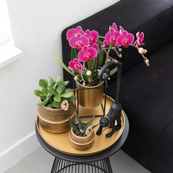Lilla Phalaenopsis Orchid - Sæt Med 2