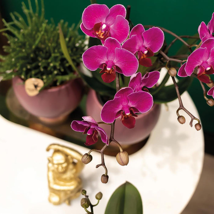 Lilla Phalaenopsis Orchid - Sæt Med 2