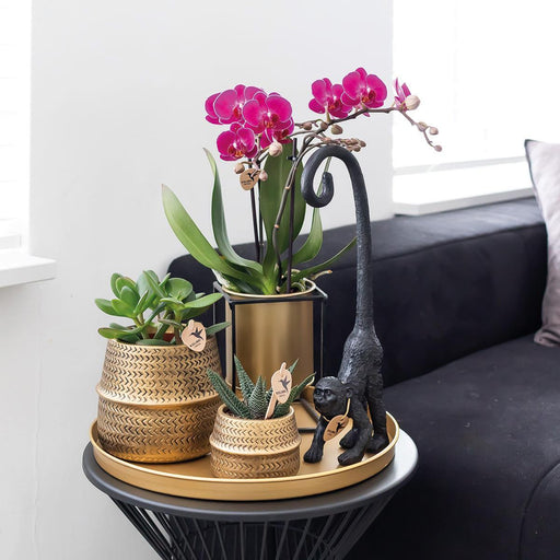 Lilla Phalaenopsis Orchid - Sæt Med 2