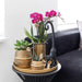Lilla Phalaenopsis Orchid - Sæt Med 2