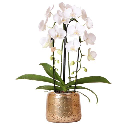 Hvid Phalaenopsis Niagara Fall Orchid Og Dens Gyldne Plantepotte - Blomstrende Stueplante