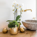 Hvid Phalaenopsis Niagara Fall Orchid Og Dens Gyldne Plantepotte - Blomstrende Stueplante
