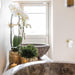 Hvid Phalaenopsis Niagara Fall Orchid Og Dens Gyldne Plantepotte - Blomstrende Stueplante