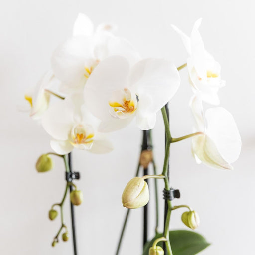 Hvid Phalaenopsis Niagara Fall Orchid Og Dens Gyldne Plantepotte - Blomstrende Stueplante