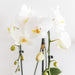 Hvid Phalaenopsis Niagara Fall Orchid Og Dens Gyldne Plantepotte - Blomstrende Stueplante