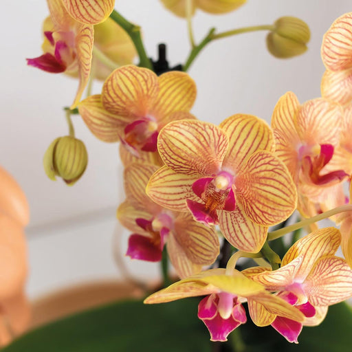 Orange Phalaenopsis Orkidé Og Dens Ferskenplante