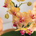 Orange Phalaenopsis Orkidé Og Dens Ferskenplante