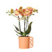 Orange Phalaenopsis Orkidé Og Dens Ferskenpottedæksel – H35Cm, Ø9Cm – Blomstrende Indendørs Plante