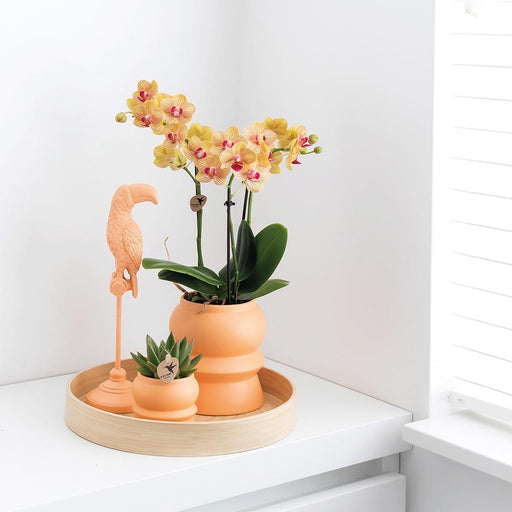 Orange Phalaenopsis Orkidé Og Dens Ferskenplante