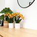 Orange Phalaenopsis Orchid - Jewel Las Vegas - Blomstrende Plante