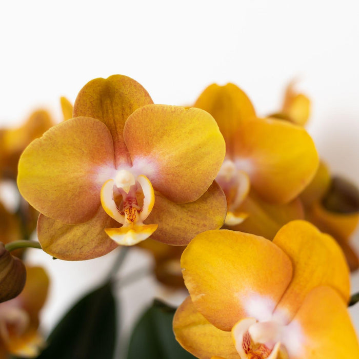 Orange Phalaenopsis Orchid - Jewel Las Vegas - Blomstrende Plante