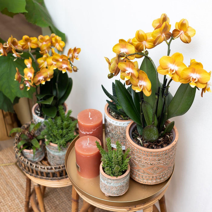 Orange Phalaenopsis Orchid - Jewel Las Vegas - Blomstrende Plante