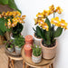 Orange Phalaenopsis Orchid - Jewel Las Vegas - Blomstrende Plante