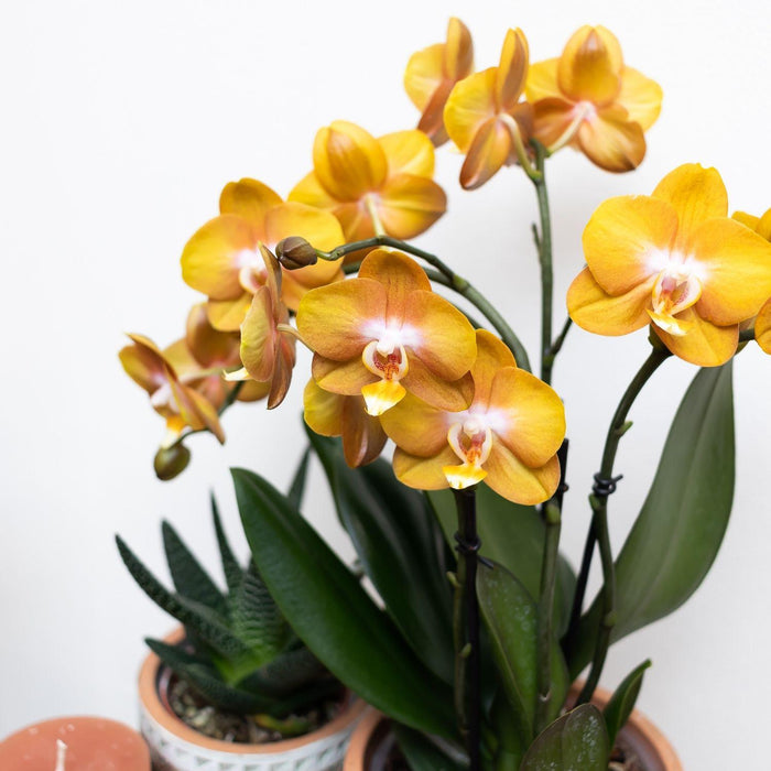 Orange Phalaenopsis Orchid - Jewel Las Vegas - Blomstrende Plante