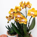 Orange Phalaenopsis Orchid - Jewel Las Vegas - Blomstrende Plante