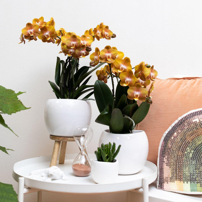 Orange Phalaenopsis Orchid - Jewel Las Vegas - Blomstrende Plante