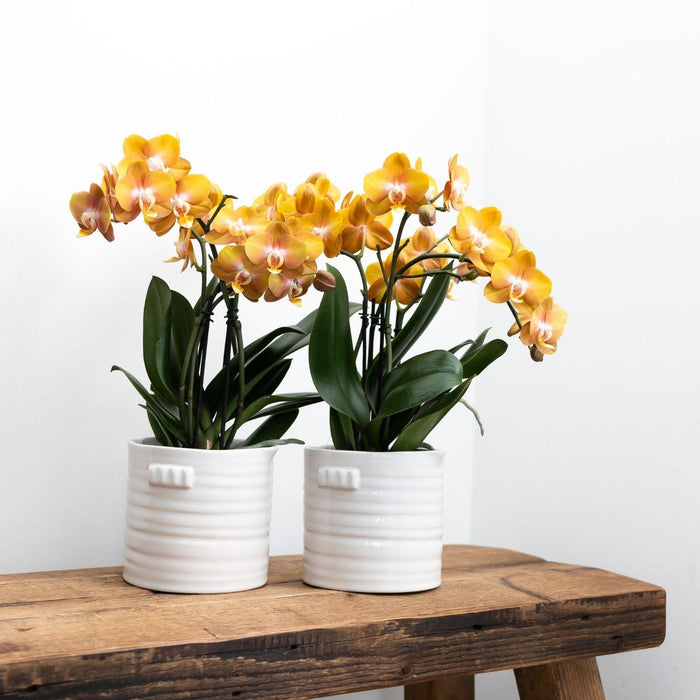 Orange Phalaenopsis Orchid - Jewel Las Vegas - Blomstrende Plante