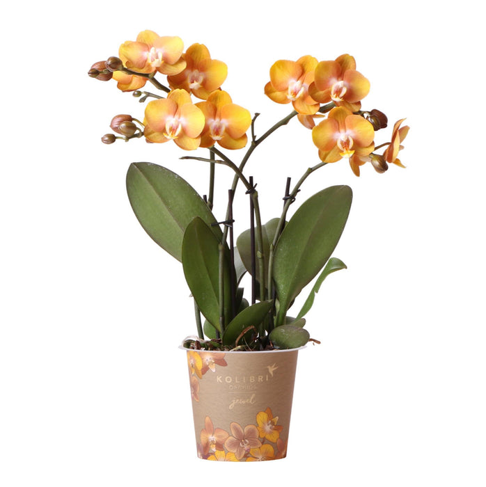 Orange Phalaenopsis Orchid - Jewel Las Vegas - Blomstrende Plante