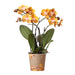 Orange Phalaenopsis Orchid - Jewel Las Vegas - Blomstrende Plante