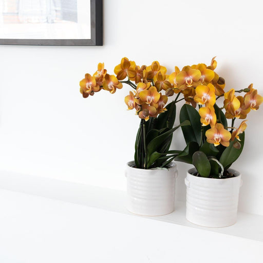 Orange Phalaenopsis Orchid - Jewel Las Vegas - Blomstrende Plante