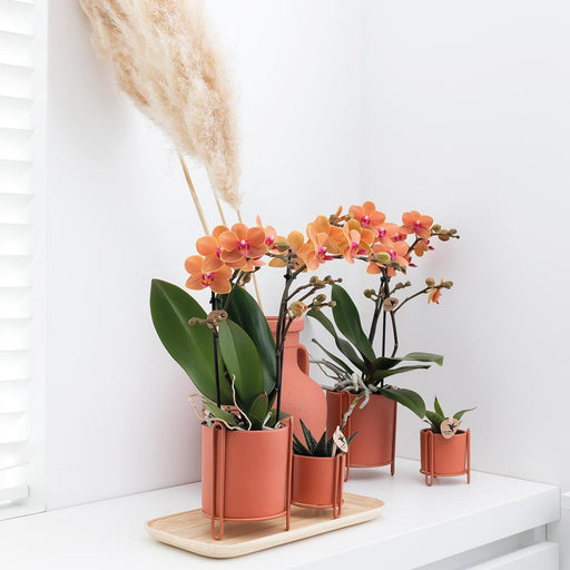 Orange Phalaenopsis Orkidé - Ø9Cm - Blomstrende Stueplante