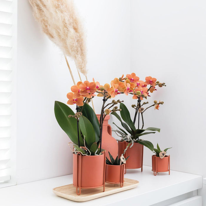 Orange Phalaenopsis Orkidé - Ø9Cm - Blomstrende Stueplante