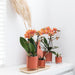Orange Phalaenopsis Orkidé - Ø9Cm - Blomstrende Stueplante
