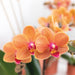 Orange Phalaenopsis Orkidé - Ø9Cm - Blomstrende Stueplante