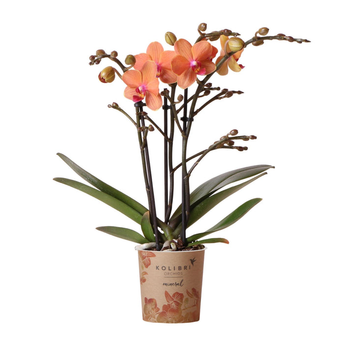 Orange Phalaenopsis Orkidé - Ø9Cm - Blomstrende Stueplante