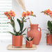 Orange Phalaenopsis Orkidé - Ø9Cm - Blomstrende Stueplante