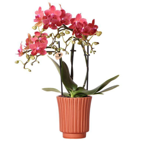 Orange Phalaenopsis Orkidé | Retro Dekorativ Terracotta Gryde.