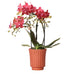 Orange Phalaenopsis Orkidé | Retro Dekorativ Terracotta Gryde.