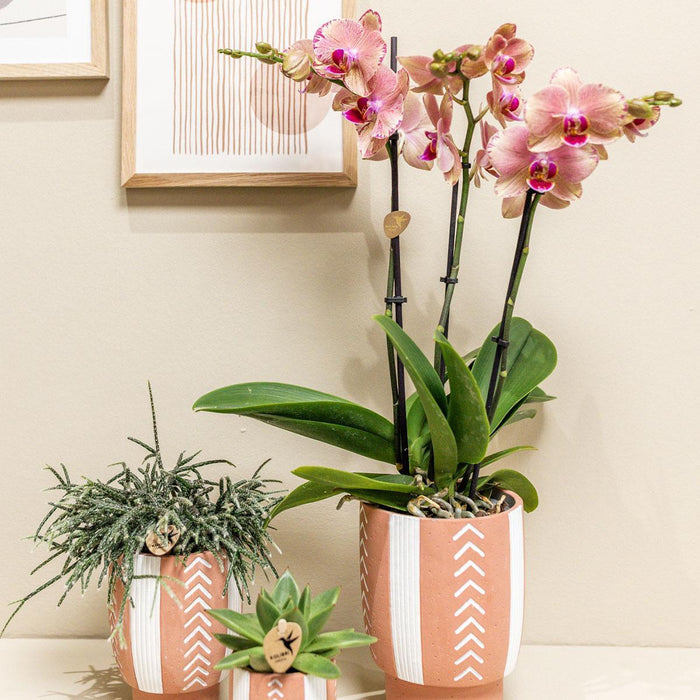 Orchid Phalaenopsis Orange-Pink Jewel Pirate Picotee