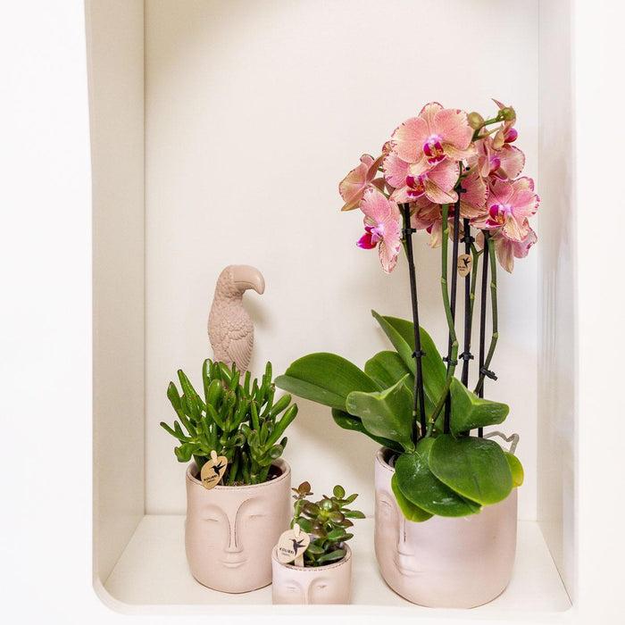 Orchid Phalaenopsis Orange-Pink Jewel Pirate Picotee