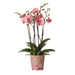 Orchid Phalaenopsis Orange-Pink Jewel Pirate Picotee