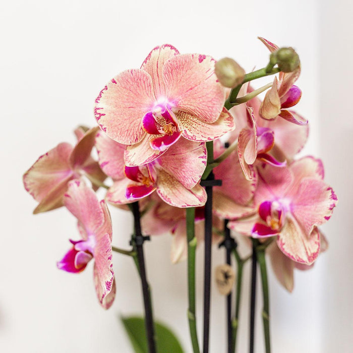 Orchid Phalaenopsis Orange-Pink Jewel Pirate Picotee