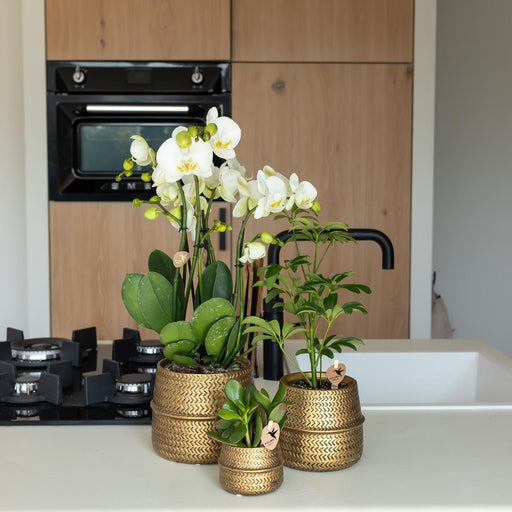 Orange Phalaenopsis Orkidé I Golden Groove Pot