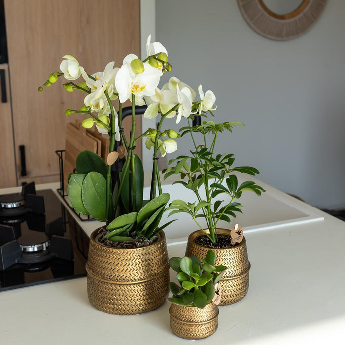 Orange Phalaenopsis Orkidé I Golden Groove Pot