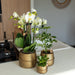 Orange Phalaenopsis Orkidé I Golden Groove Pot