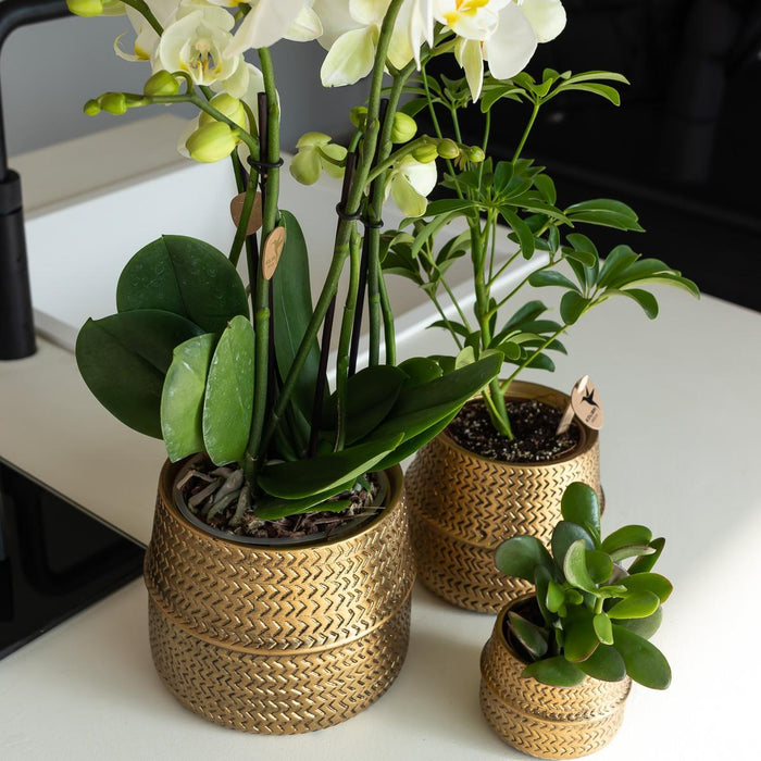 Orange Phalaenopsis Orkidé I Golden Groove Pot