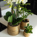 Orange Phalaenopsis Orkidé I Golden Groove Pot