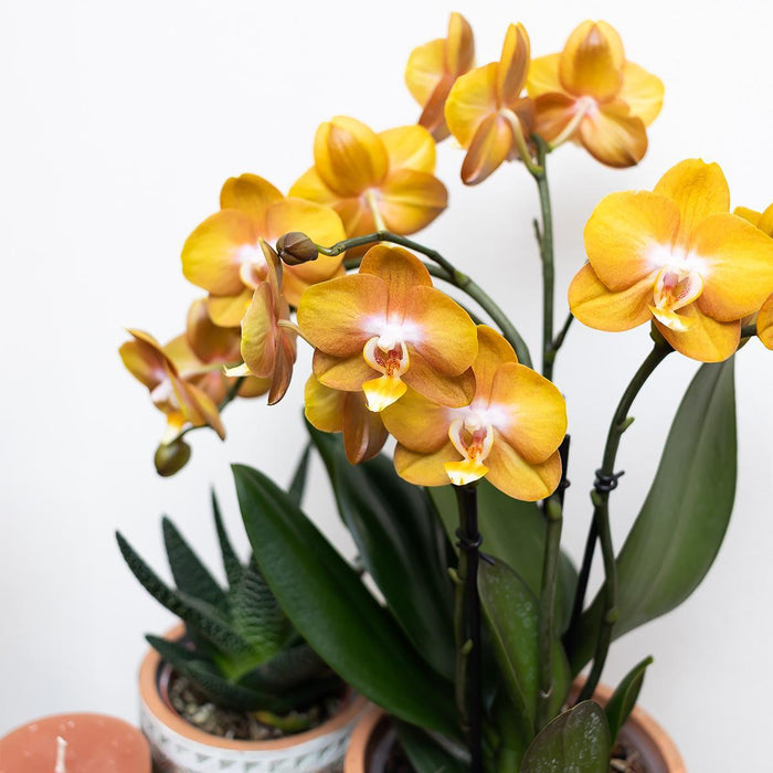 Orange Phalaenopsis Orkidé I Golden Groove Pot