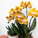 Orange Phalaenopsis Orkidé I Golden Groove Pot