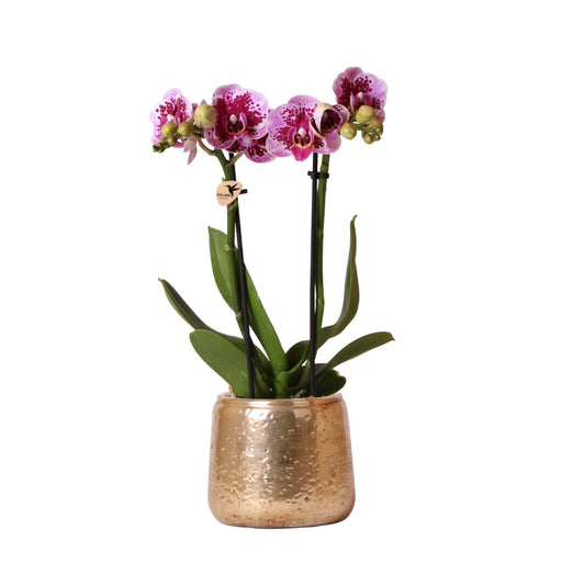 Lilla Pink Phalaenopsis Orkidé Og Dens Guldplantekasse - H35Cm, Ø9Cm - Blomstrende Indendørs Plante