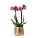 Lilla Pink Phalaenopsis Orkidé Og Dens Guldplantekasse - H35Cm, Ø9Cm - Blomstrende Indendørs Plante