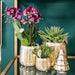 Lilla Pink Phalaenopsis Orkidé Og Dens Guldplantekasse - H35Cm, Ø9Cm - Blomstrende Indendørs Plante